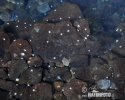 Blind Albino Cave Crab