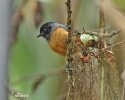 Blue-backed Conebill