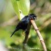 Blue-black Grassquit