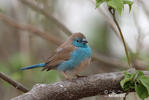 Blue-breasted Cordonbleu