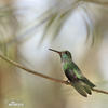 Blue-chinned Sapphire