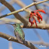 Blue-chinned Sapphire