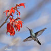 Blue-chinned Sapphire