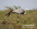 Blue Crane