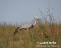 Blue Crane