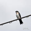 Blue-end-white Swallow