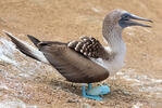 Blue-footed Booby