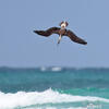 Blue-footed Booby