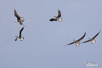 Blue-footed Booby