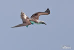 Blue-footed Booby