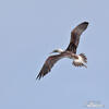 Blue-footed Booby