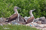 Blue-footed Booby