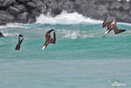 Blue-footed Booby