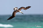 Blue-footed Booby