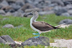 Blue-footed Booby