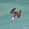 Blue-footed Booby