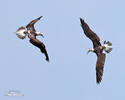 Blue-footed Booby