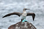 Blue-footed Booby