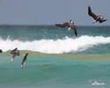 Blue-footed Booby