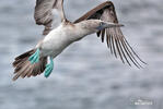 Blue-footed Booby