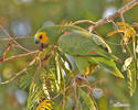 Blue-fronted Parrot