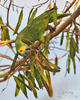 Blue-fronted Parrot