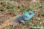 Blue Headed Southern Tree Agama