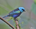 Blue-necked Tanager