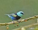 Blue-necked Tanager