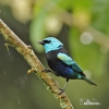 Blue-necked Tanager