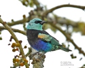 Blue-necked Tanager