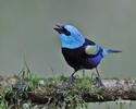 Blue-necked Tanager