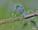 Blue-necked Tanager