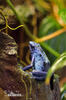 Blue Poison dart frog