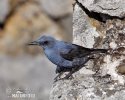 Blue Rock Thrush