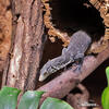 Blue-spotted Tree Monitor