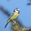 Blue Tit