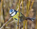 Blue Tit