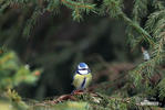 Blue Tit