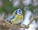 Blue Tit