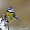 Blue Tit