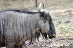 Blue Wildebeest