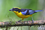 Blue-winged mountain tanager