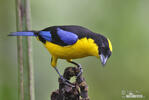 Blue-winged mountain tanager