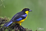 Blue-winged mountain tanager