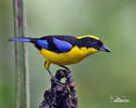 Blue-winged mountain tanager