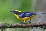 Blue-winged mountain tanager