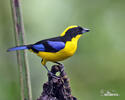 Blue-winged mountain tanager