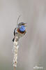 Bluethroat