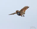 Bluethroat